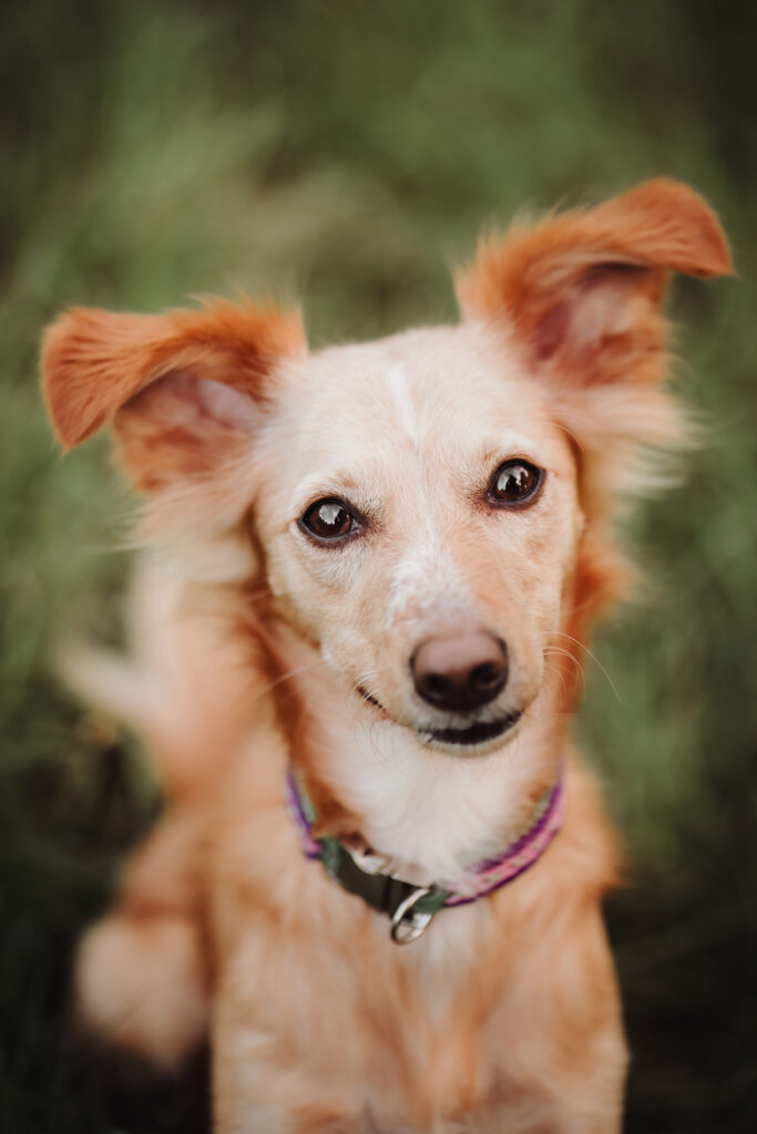 Daphne
