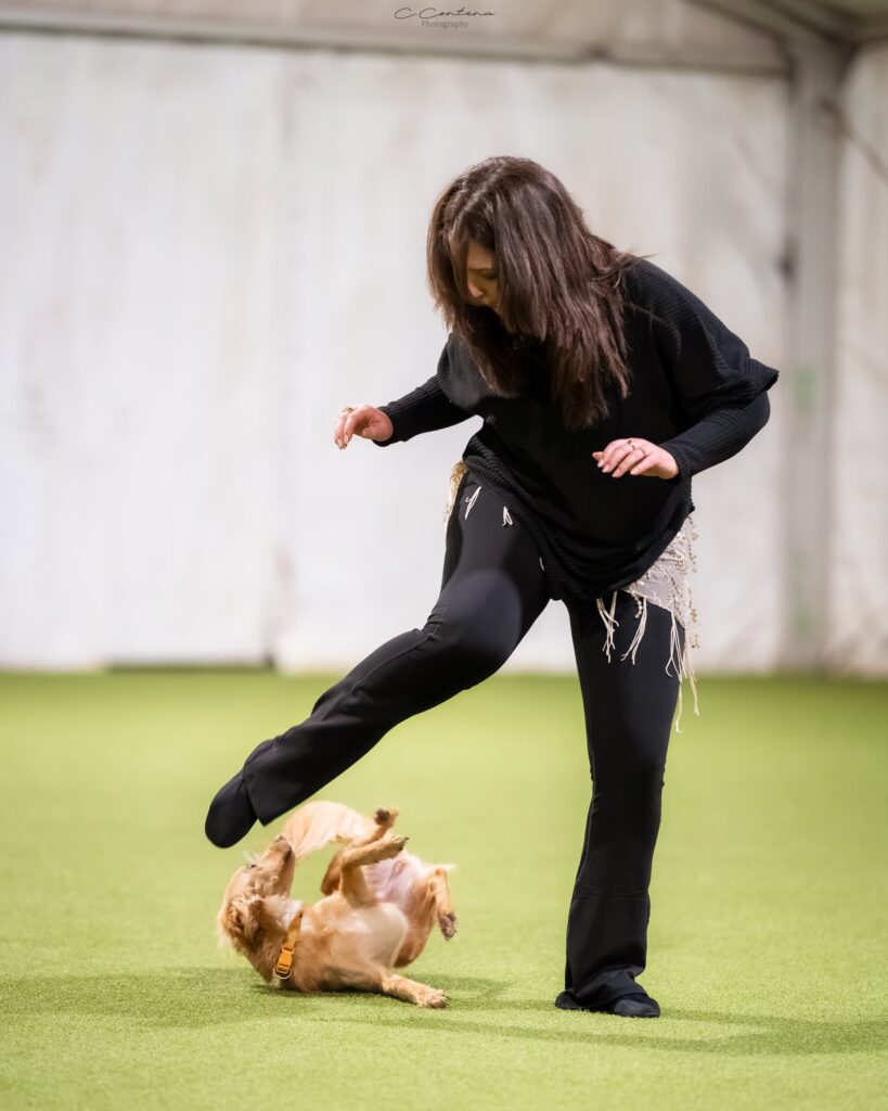 Dapgne rotola sotto le gambe di Roberta in un'esibizione di gara di DogDance